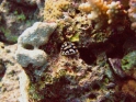Warzenschnecke 1